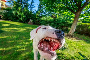 Rhode Island Dog Bite Injury Claims